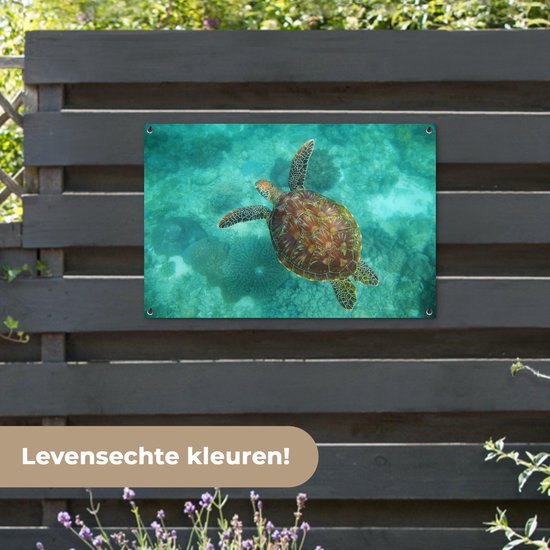 Affiche de jardin Tortue de mer au Reef d'Apo - 100x60 cm - Décoration murale Outdoor - Affiche de jardin - Toile de jardin - Affiche de clôture - Tableau de jardin
