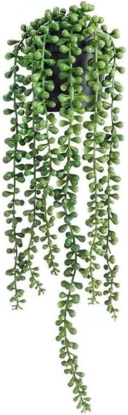 Plante verte retombante à feuilles rondes dans un pot noir, isolée.