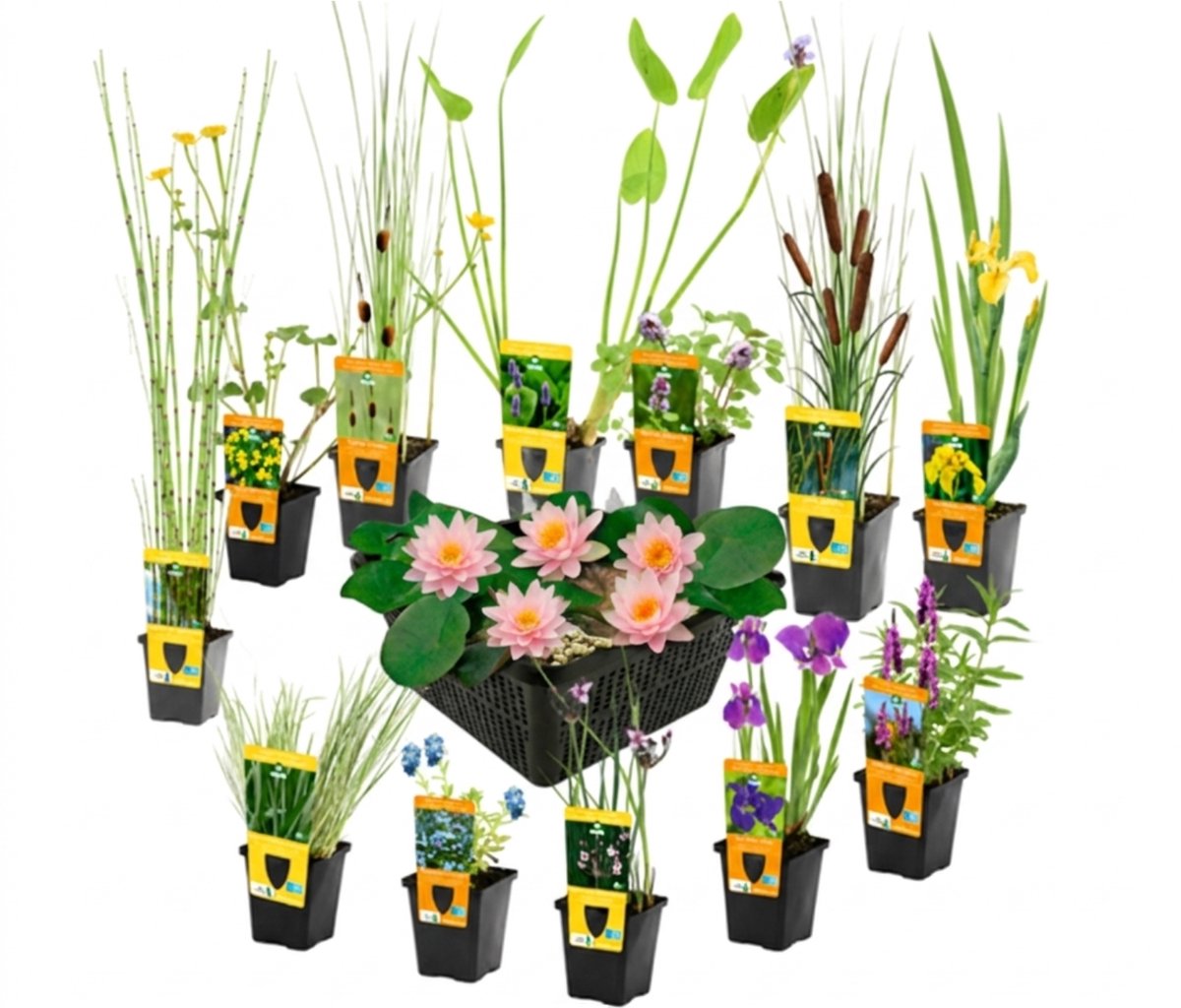 vdvelde.com - Mix van 12 Waterplanten P9 incl. Roze Dwergwaterlelie Nymphaea Pygmaea Pink, 3 Vijvermanden en AQUA SET - Zuurstof planten - Winterhard - Insectvriendelijk