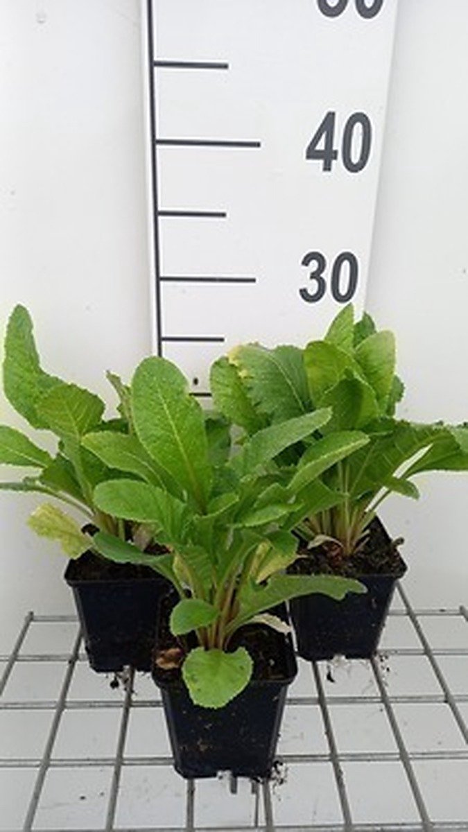 6x Sleutelbloem - Primula bulleesiana ( moerheimii) | 9x9 cm pot