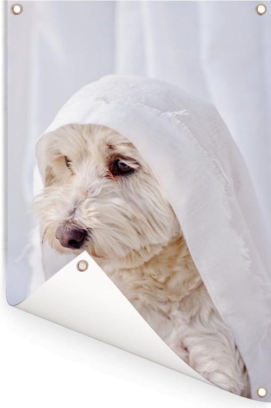 Un chien maltais blanc regardant par la fenêtre. Affiche de jardin 60x90 cm - Toile de jardin / Toile d'extérieur / Peintures d'extérieur (décoration de jardin)