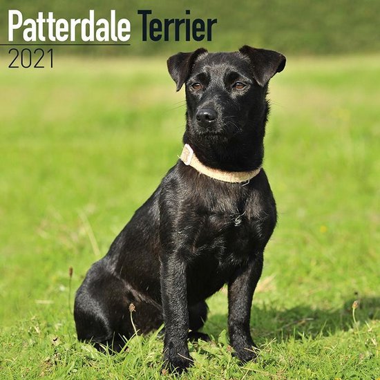 Pictures of patterdale terriers