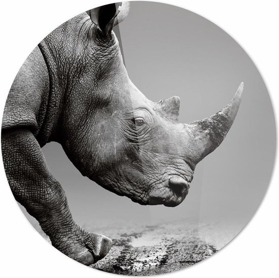 Rhinocéros| 30 x 30 cm | Animaux sur plexiglas | Décoration murale | Peinture Animaux | Cercle mural en plexiglas de 5 mm d'épaisseur