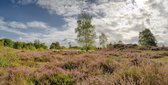 Fotobehang paarse heide maasduinen 450 x 260 cm