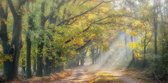 Fotobehang herfstlaantje met Beukenbomen 350 x 260 cm - € 235,--
