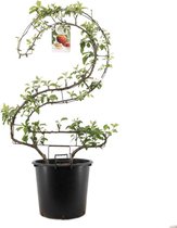 Fruitboom in cijfervorm - Cijfer 2