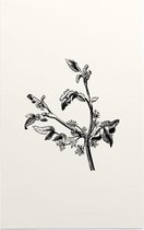 Apium Inundatum zwart-wit (Procumbent Marsh Wort) - Foto op Forex - 40 x 60 cm