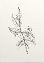 Kardinaalsmuts zwart-wit Schets (Spindle Tree) - Foto op Posterpapier - 42 x 59.4 cm (A2)