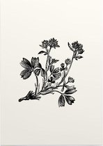 Sibbaldia Procumbens zwart-wit (Procumbent Sibbaldia) - Foto op Posterpapier - 42 x 59.4 cm (A2)