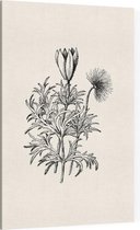 Pulsatilla zwart-wit (Pasque Flower) - Foto op Canvas - 100 x 150 cm