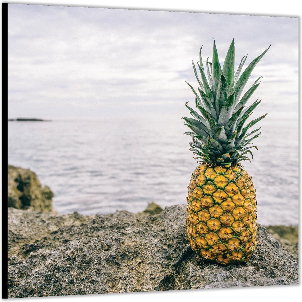 Dibond –Ananas op een Rots bij de Zee-80x80 Foto op Aluminium (met ophang)