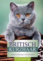 Katzen - Britisch Kurzhaar