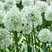 15x Allium stipitatum 'Mount Everest' - Sierui Mix - Wit - Winterhard - 15 bloembollen Ø 12-14 cm