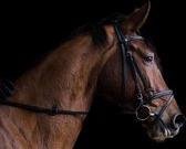 Schilderij paard 90 x 60 - Pixello - canvas - woonkamer - slaapkamer - print