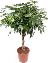 Schefflera Gold Capella 120 cm