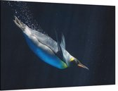 Duikende keizerspinguïn - Foto op Canvas - 90 x 60 cm