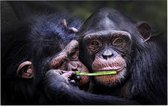 Chimpansee schattig koppel - Foto op Forex - 45 x 30 cm