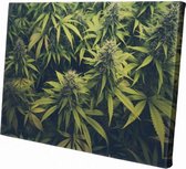 Wietplant  | 150 x 100 CM | Natuur | Schilderij | Canvasdoek | Schilderij op canvas