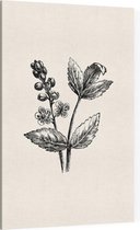 Actaea zwart-wit (Baneberry) - Foto op Canvas - 40 x 60 cm