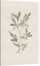 Avondkoekoeksbloem (White Campion) - Foto op Canvas - 30 x 45 cm