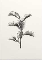 Els zwart-wit (Leaved Alder) - Foto op Posterpapier - 29.7 x 42 cm (A3)
