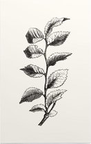 Ulmus Minor zwart-wit 2 (Cornish Elm) - Foto op Forex - 60 x 90 cm