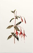 Bellenplant (Fuchsia White) - Foto op Forex - 80 x 120 cm