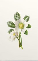 Nieskruid (Hellebore) - Foto op Forex - 100 x 150 cm