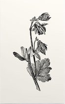 Akelei zwart-wit (Columbine) - Foto op Forex - 30 x 45 cm