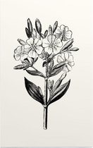 Zeepkruid zwart-wit (Soapwort) - Foto op Forex - 30 x 45 cm