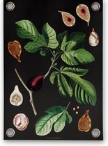 Villa Madelief | Tuinposter botanisch vijgen | 50x70cm | Vinyl | Tuindecoratie | Tuinschilderij