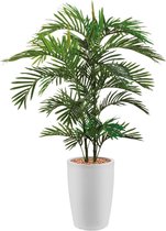 HTT - Kunstplant Areca palm in Genesis rond wit H150 cm
