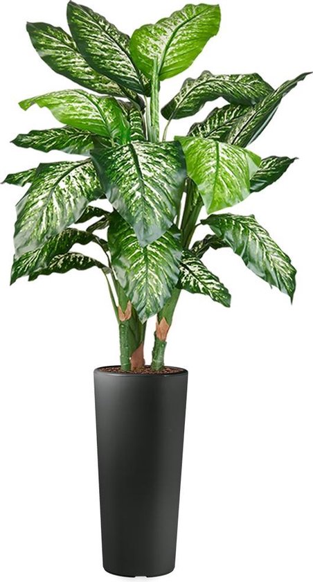 HTT - Kunstplant Dieffenbachia in Clou rond antraciet H175 cm