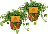 2x Parthenocissus striata - Suikerdruifje - 2 stuks - ↑ 20-25cm - Ø 12cm