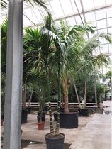 Areca catechu - Betelpalm 415-425cm - 2 stammen