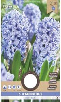 Hyacinth Delft Blue 15/16 5 stuks