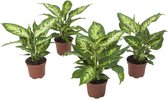 Dieffenbachia Compacta - set van 4 stuks