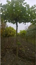 Grote Dakplataan | Platanus hispanica | Stamomtrek: 20-25 cm