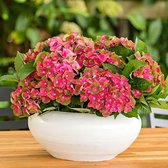 Hydrangea Macrophylla 'Rosso Glory' - Hortensia rood - ↑ 15-20cm - Ø 14cm