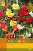 2 stuks 5 Begonias Pendula Mix