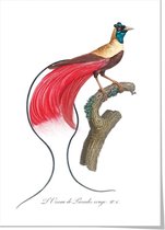 Art print ‘Rode paradijsvogel’ 50x70 cm.