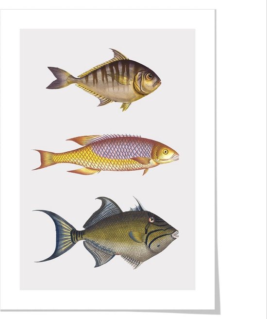 Art print ‘Natuurlijke historie van vissen - II’ 50x70 cm.