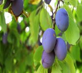 Prunus domestica 'Bleue de Belgique' pruimenboom, 5 liter pot
