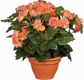 Kunstplant Begonia Zalm - H 37cm - Terracotta sierpot - Mica Decorations