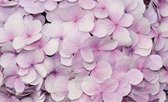 Purple Flowers Floral Design Photo Wallcovering
