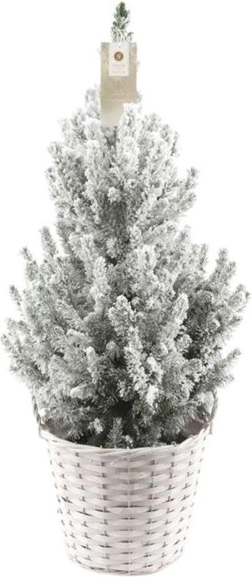 Overstijgen Westers Ambitieus Choice of Green - Picea glauca Conica in witte mand + sneeuw - dwergspar -  kleine... | bol.com