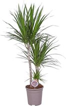 MoreLIPS® - Drakenbloedboom - in taupe kweker pot - hoogte 115-125 cm - potdiameter: 24 cm - Dracaena marginata - Your Green Present