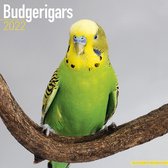 Budgerigars - Wellensittiche 2022