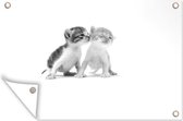 Tuinposter - Tuindoek - Tuinposters buiten - Kitten die kusje geeft - zwart wit - 120x80 cm - Tuin