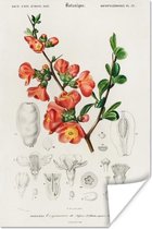 Poster Plant - Vintage - Botanica - 20x30 cm